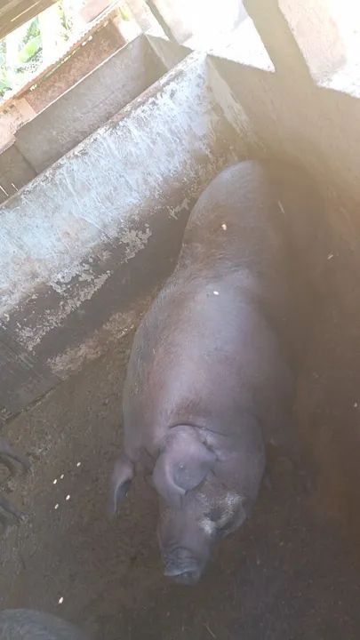 Porco para venda - Foto 4