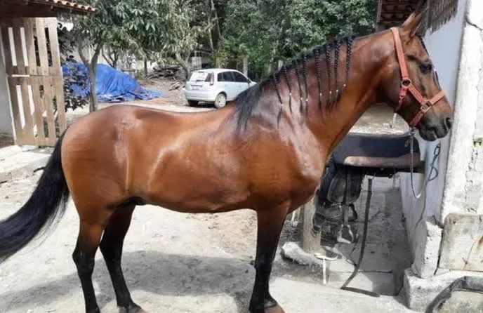 Vendo cavalo
