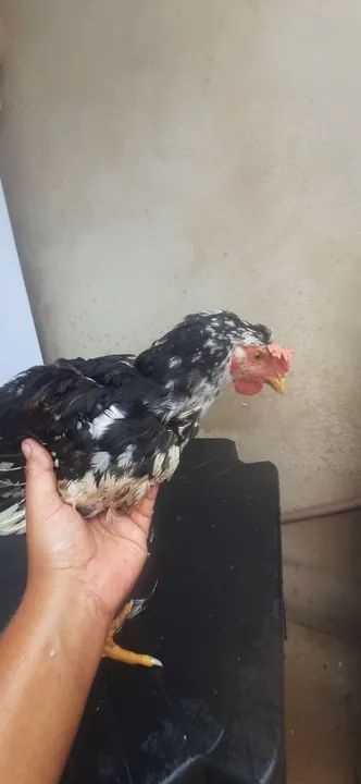 Galinha gsb. Ótima genética  - Foto 2