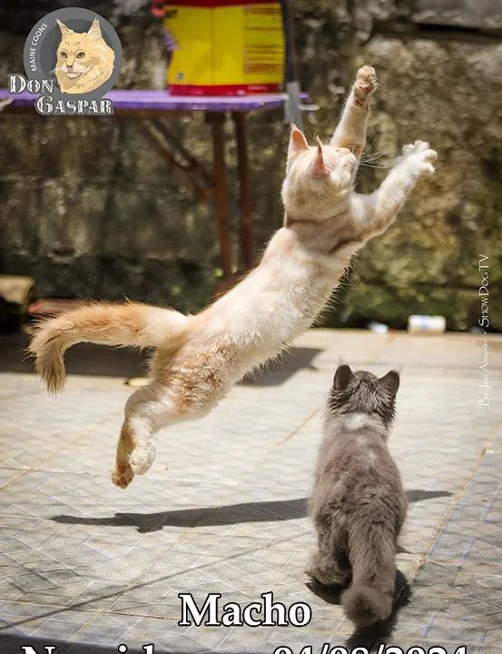 MAINE COONs filhotes (fotos reais) - Foto 4