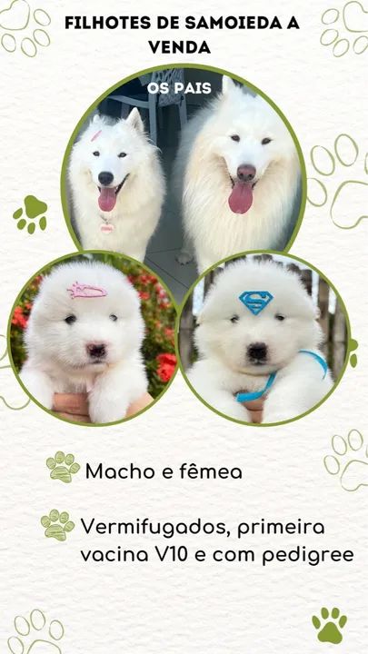 Filhote de Samoiedo - Super Herói!