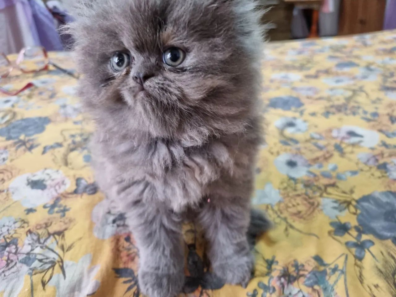 Gato Persa Blue disponível 12x 89 - Foto 4