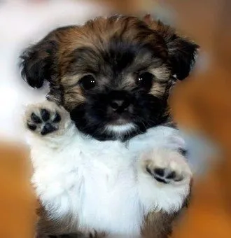 Shih Tzu / amorosos estão conosco