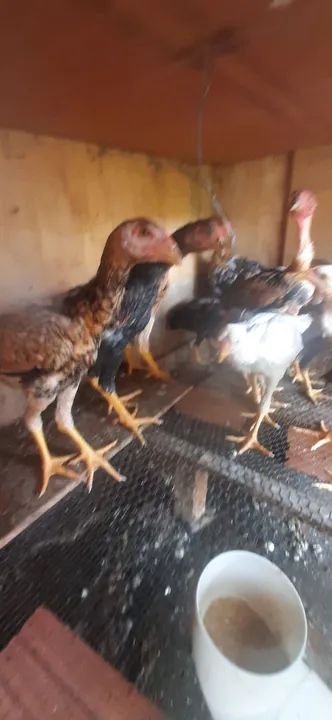 Galinha gsb. Ótima genética  - Foto 4