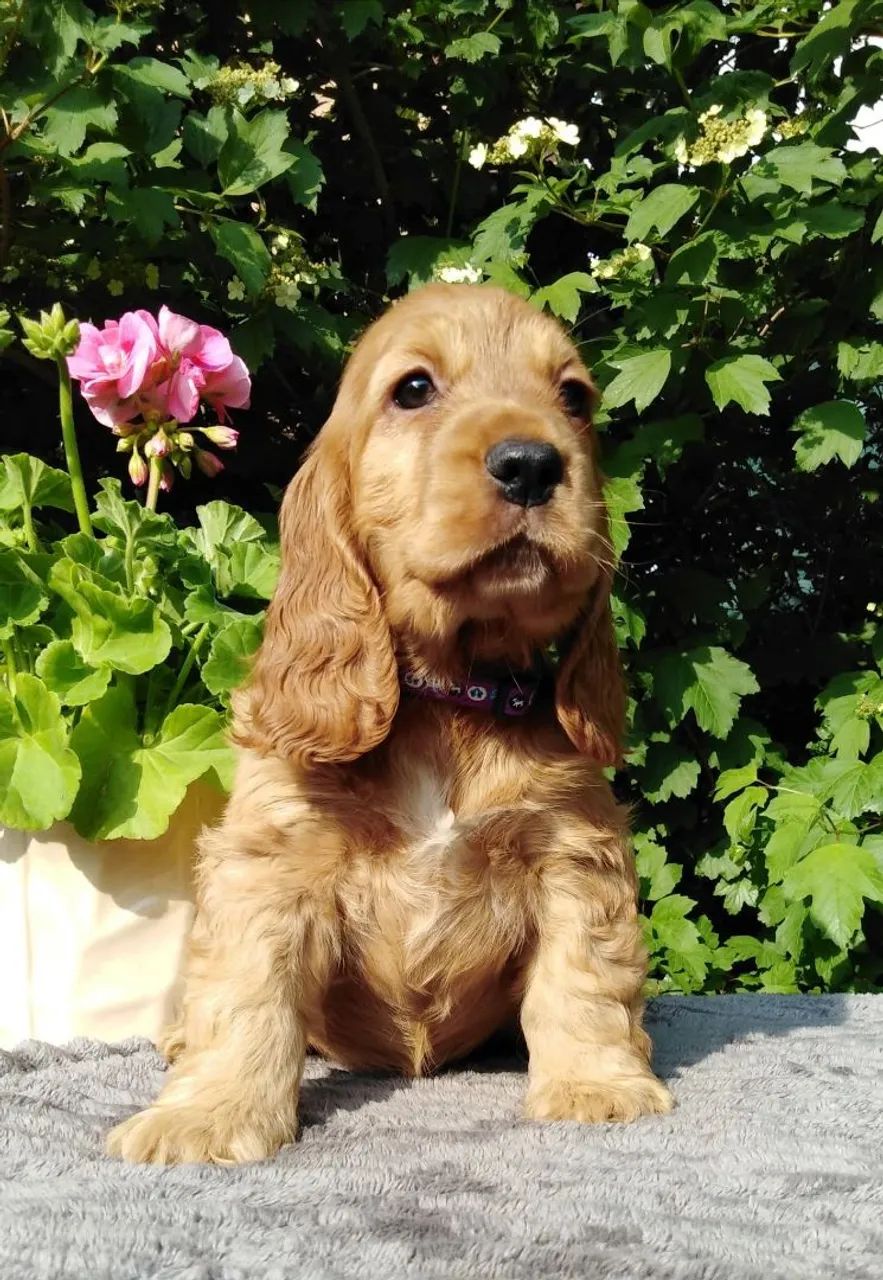 Cocker Spaniel Inglês  - Foto 5