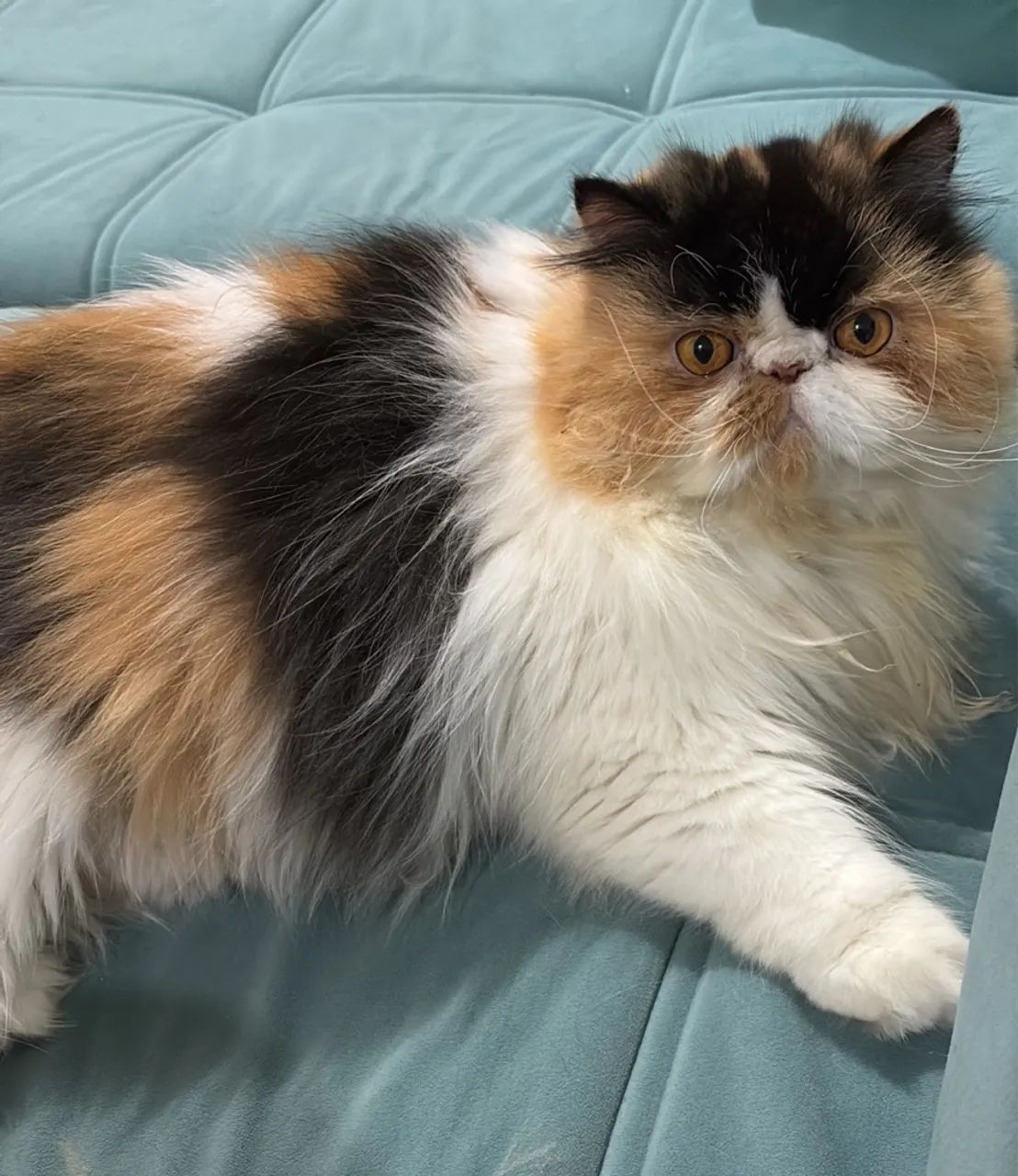 Gata persa com pedigree - Foto 2