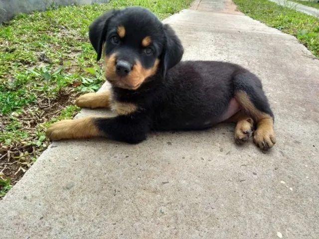 Rottweiler Cão Forte E Perfeito Para Treinamento