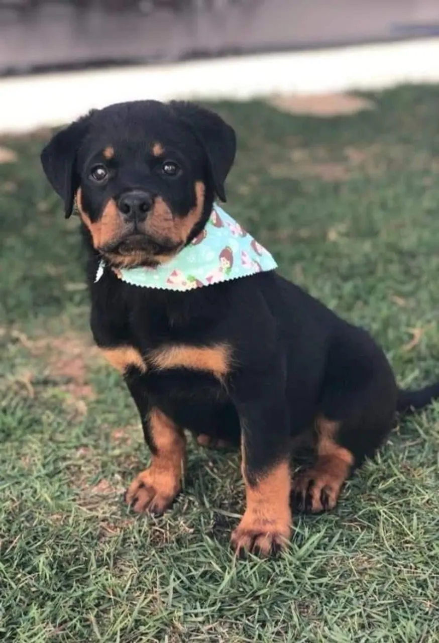Filhote de Rottweiler adorável e pronto para amar!