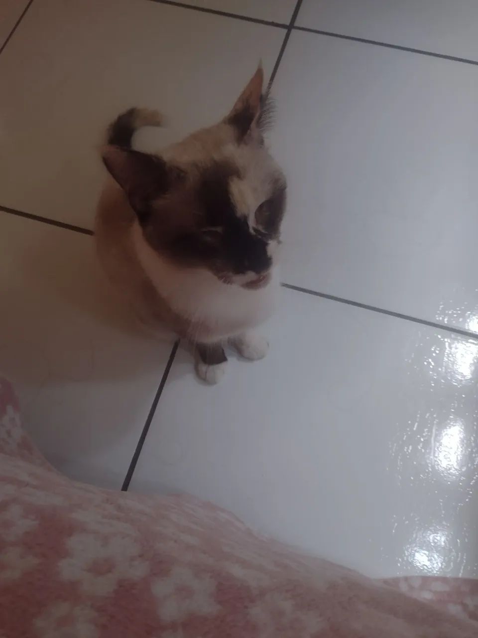 Linda Gatinha disponível para adoção - Foto 2