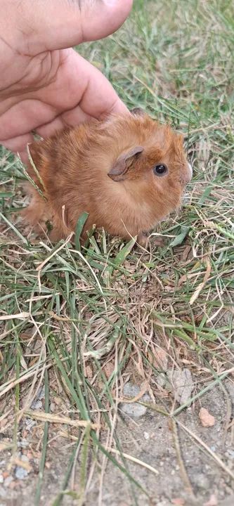 Porquinho da india  peludinho 