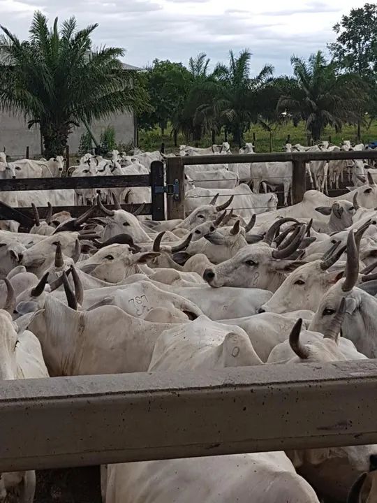 Oportunidade! Vende-se uma excelente fazenda! - Foto 3
