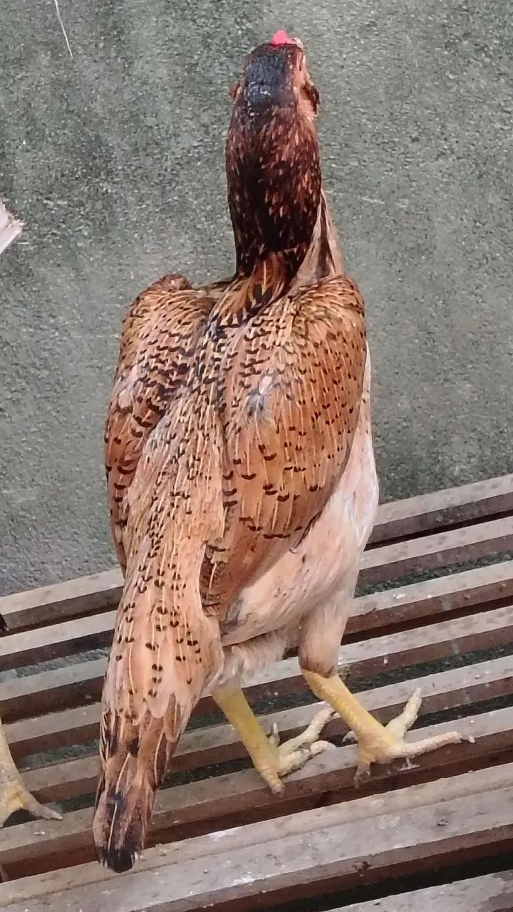 Frangas da raça Mura com 14 meses em torno de 3 kg valor individual r$ 300  - Foto 6