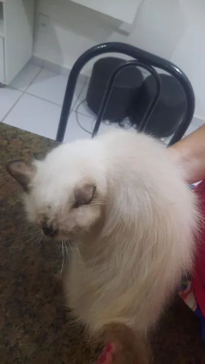 Vende-se gata persa - Foto 2