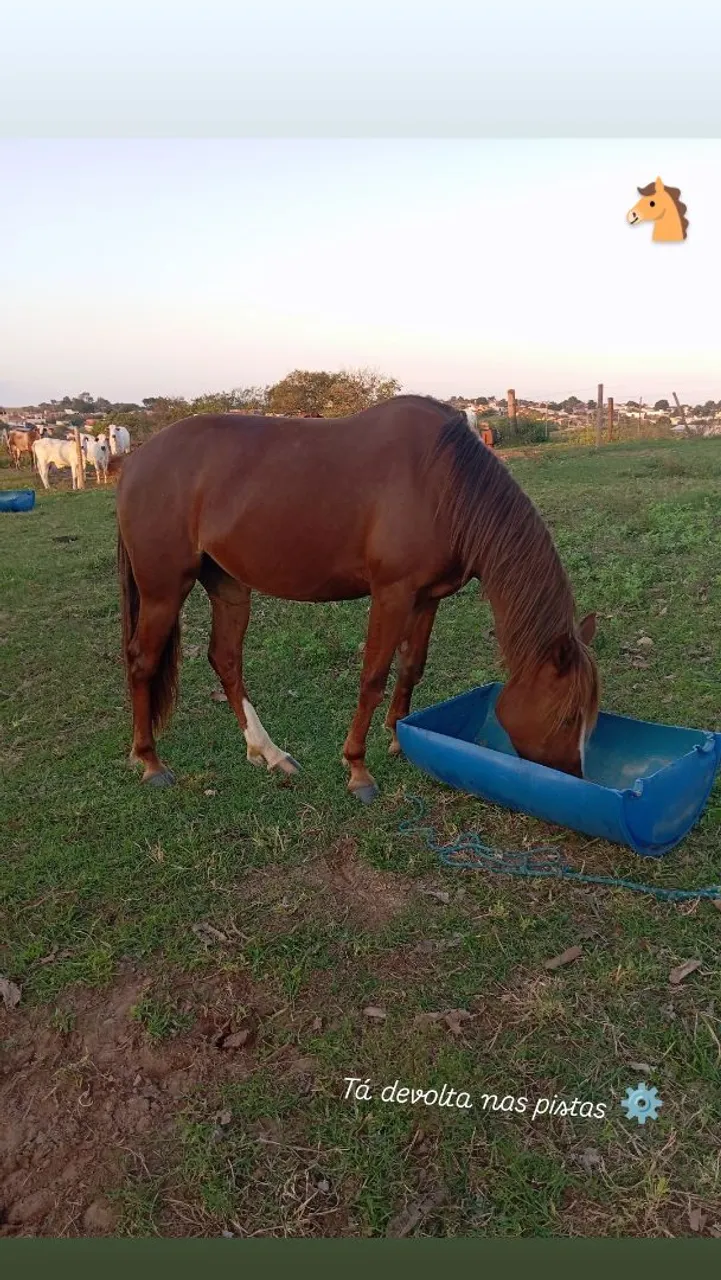 Cavalo à venda