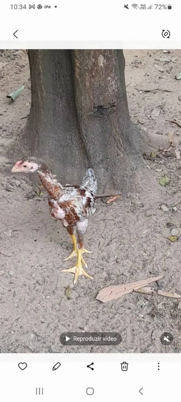 Avenda franguinho