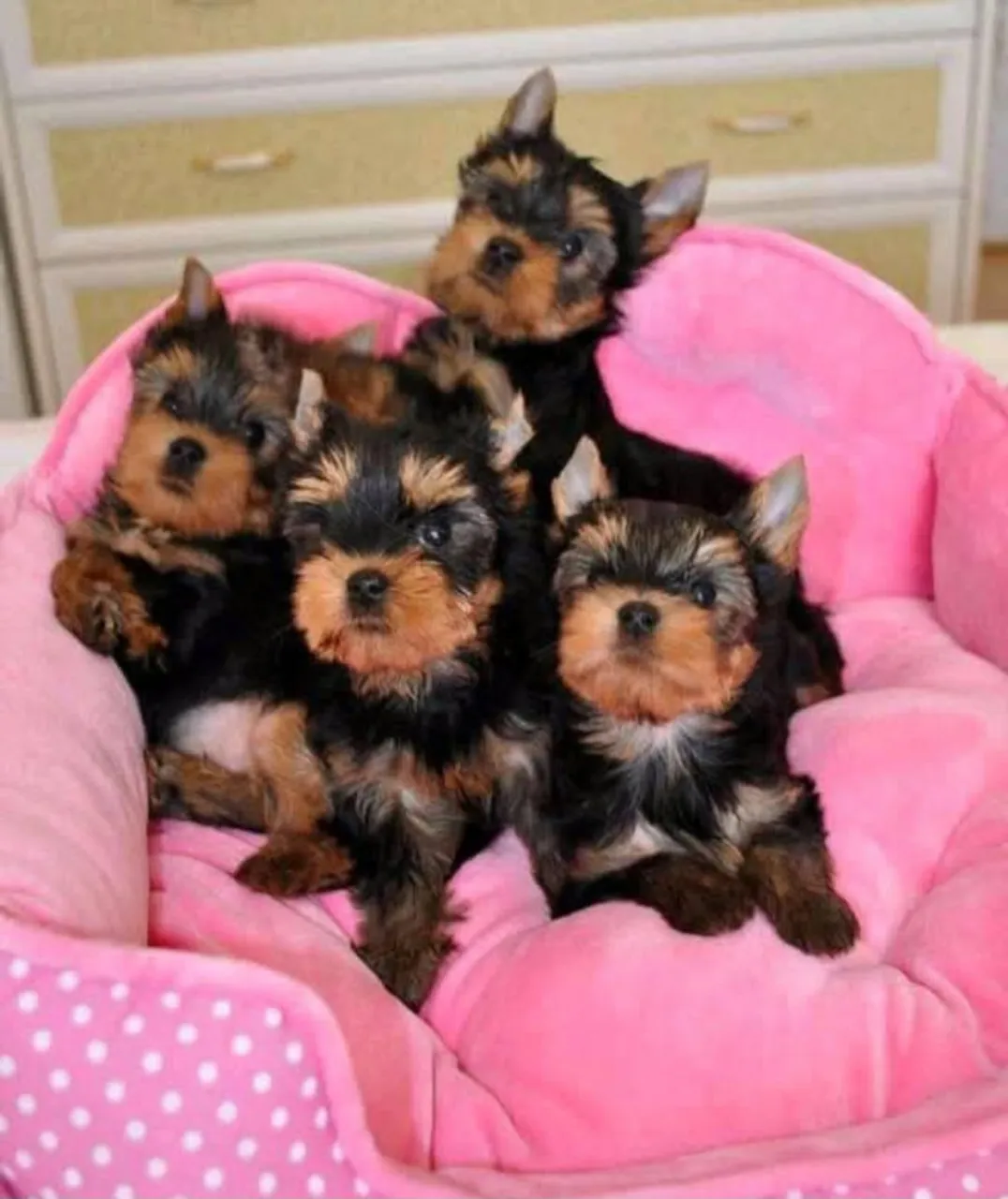 e Yorkshire Terrier