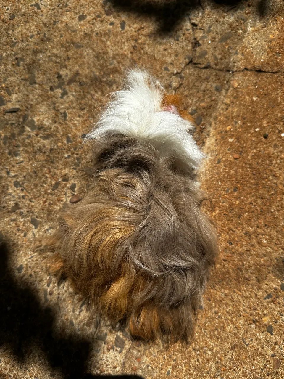 Porquinho da india texel/alpaca pelo longo  - Foto 4