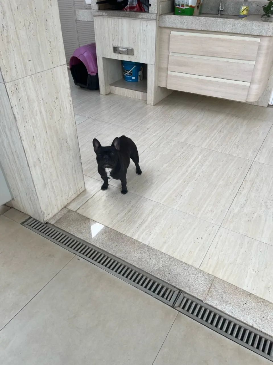 Buldogue francês  - Foto 2