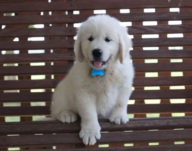 Golden Retriever Machos Adoráveis