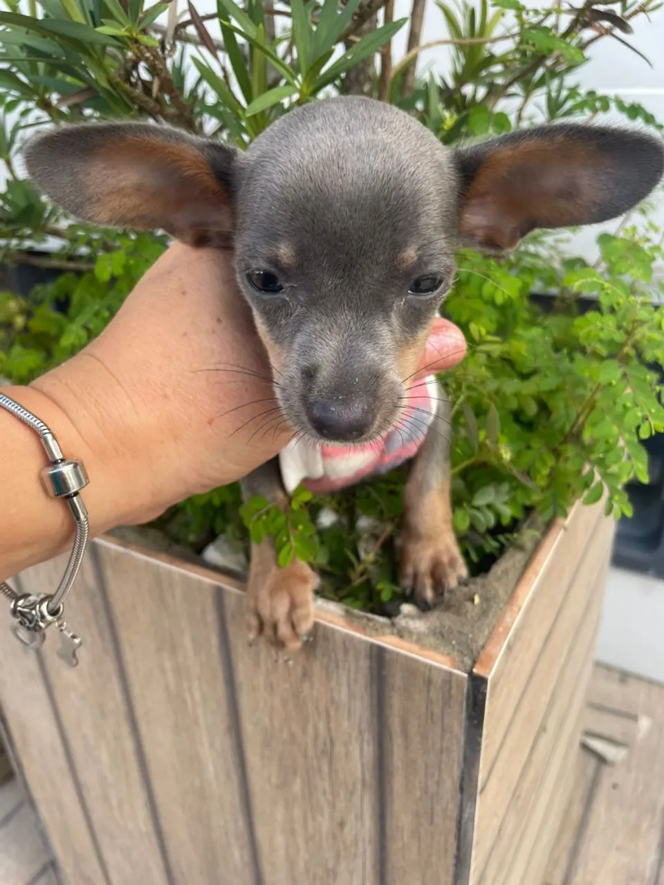 pinscher fêmea n 1