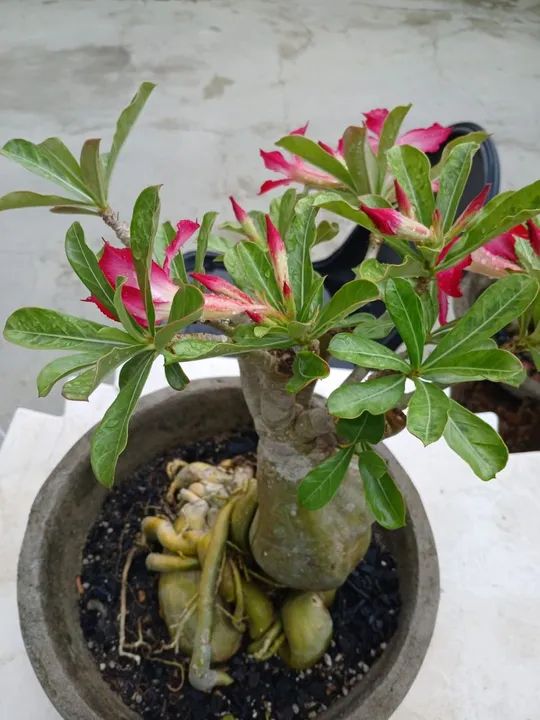 Adenium obesum - Rosa do Deserto 6 anos - Foto 2