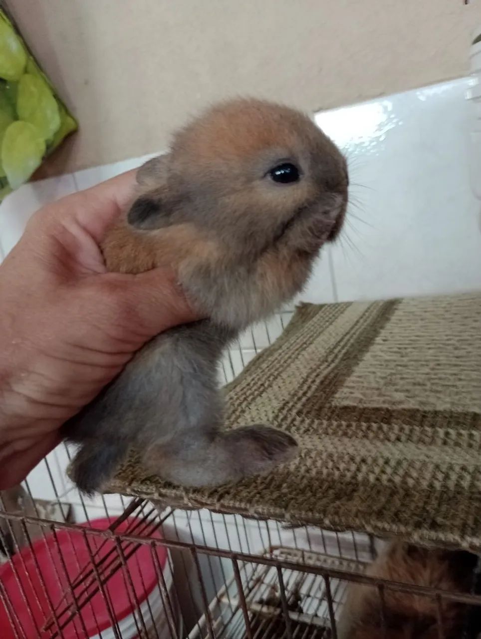 Outra ninhada disponível de filhotes de mini Lion.s.