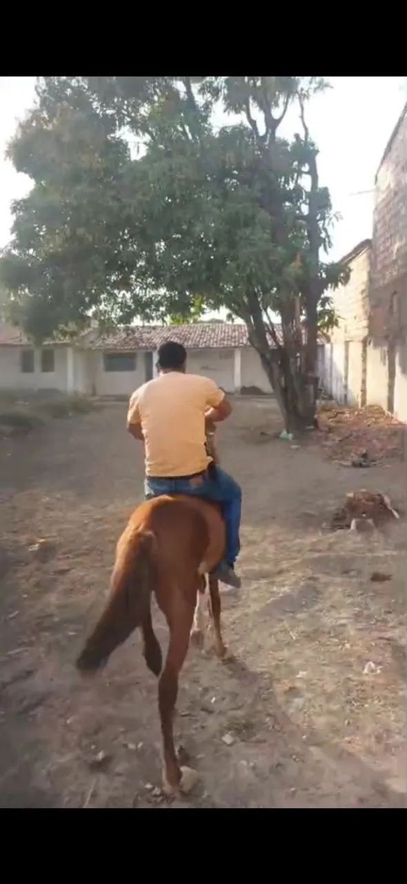 Cavalo manga larga - Foto 4