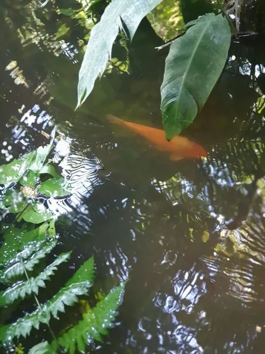 Sitio com Pesqueiro...Peruibe SP - Foto 3