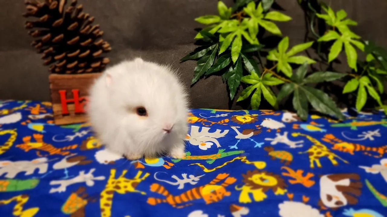 Lindos Filhotes Disponíveis Mini Coelhos Lion Head  - Foto 2