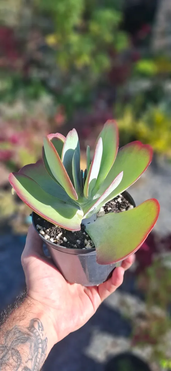 Kalanchoe Thyrsiflora/Orelha de Elefante - Planta Suculenta