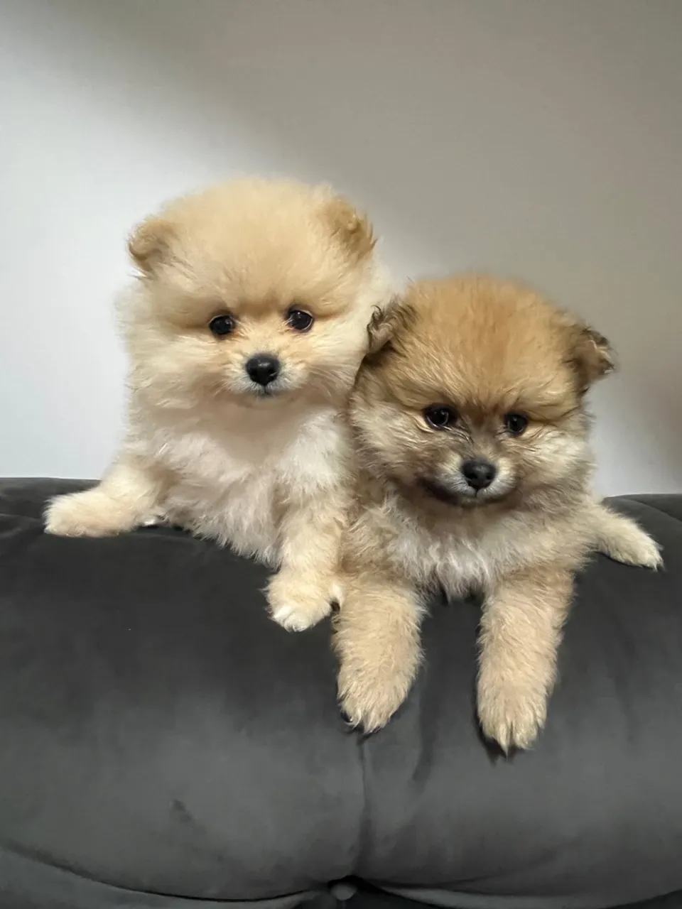 Filhotes de Spitz Alemão disponíveis!