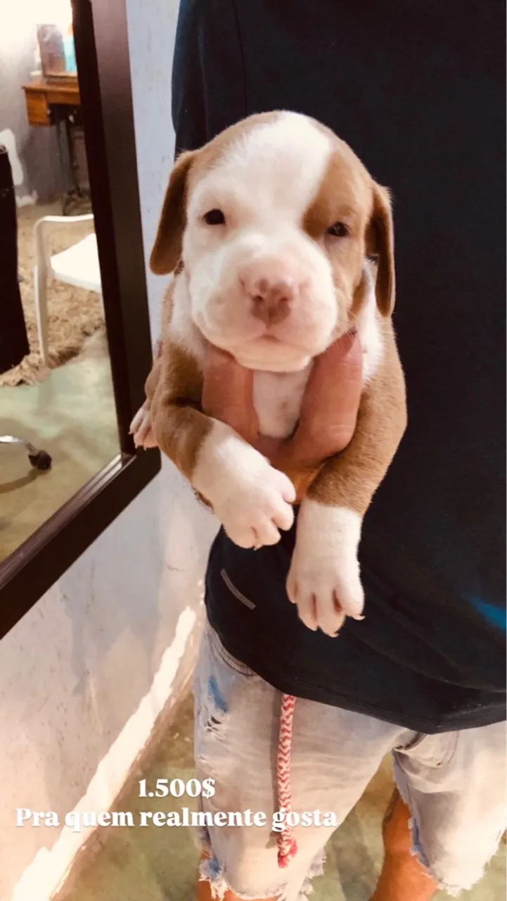 Filhote Pitbull para adoção