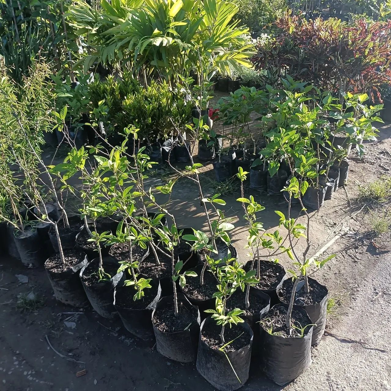 Enxertos e Mudas 64298580744577123