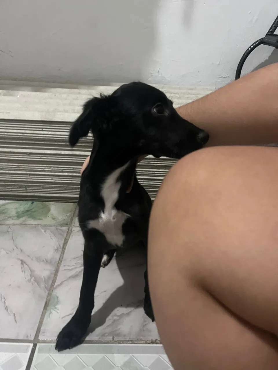 Cachorro filhote para adoção
