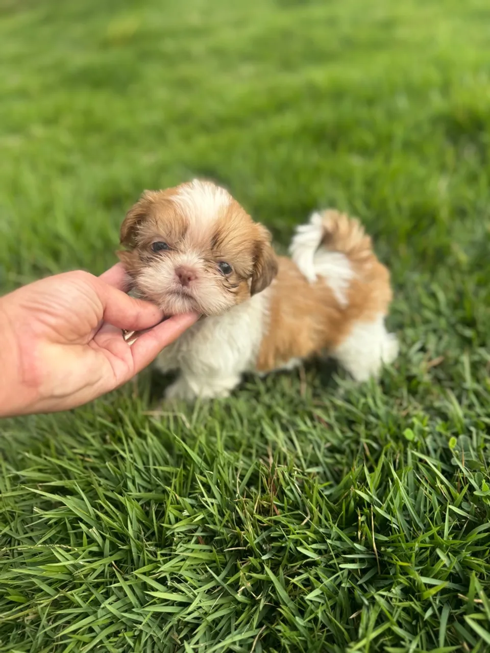 Filhote Shih Tzu Fêmea