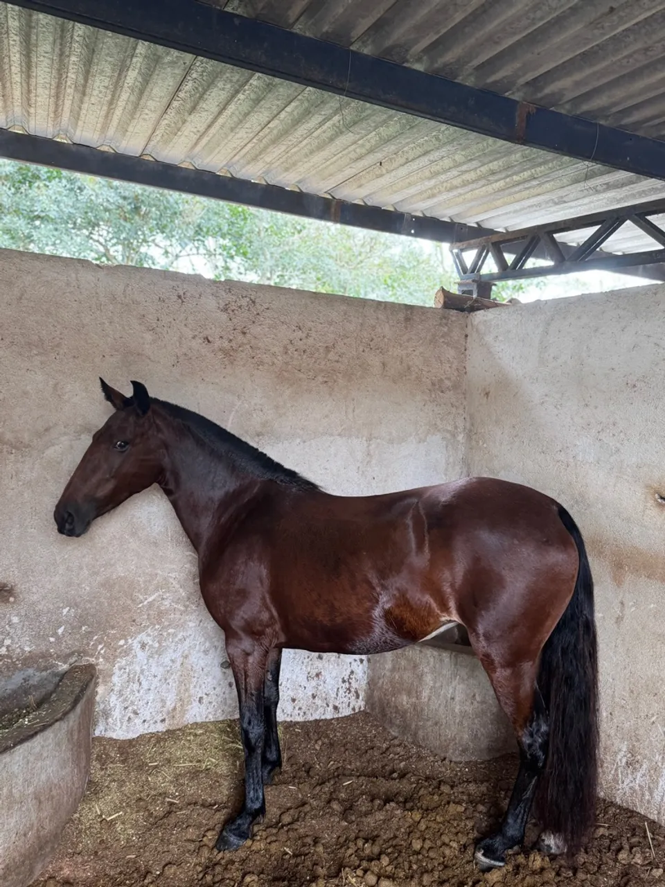 Égua Mangalarga Marchador