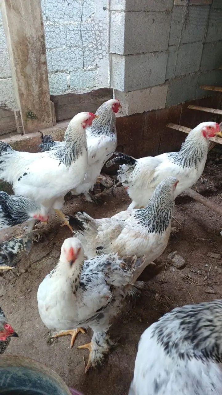 Galinha Brahma white - Foto 2