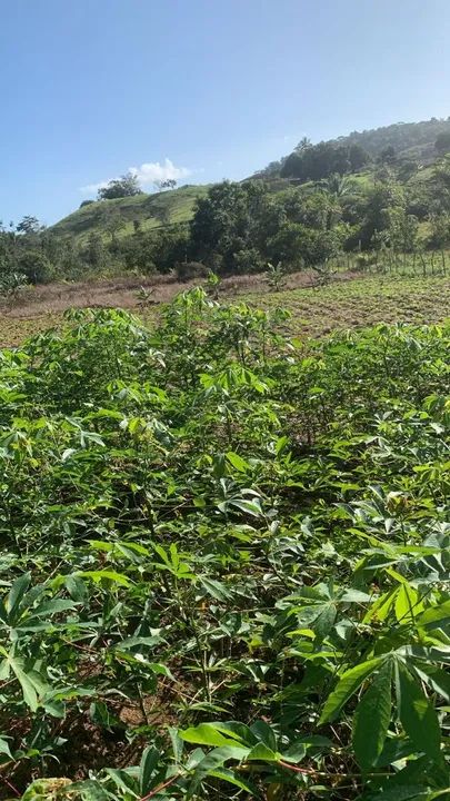 Sítio em catu com árvores frutíferas - Foto 4