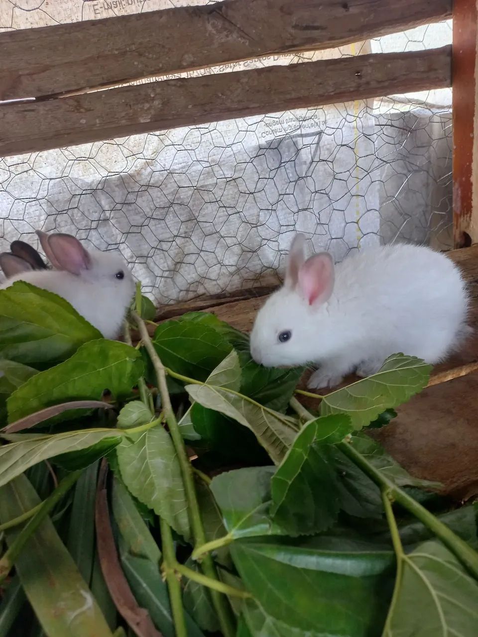 Filhote de coelho fofinhos 