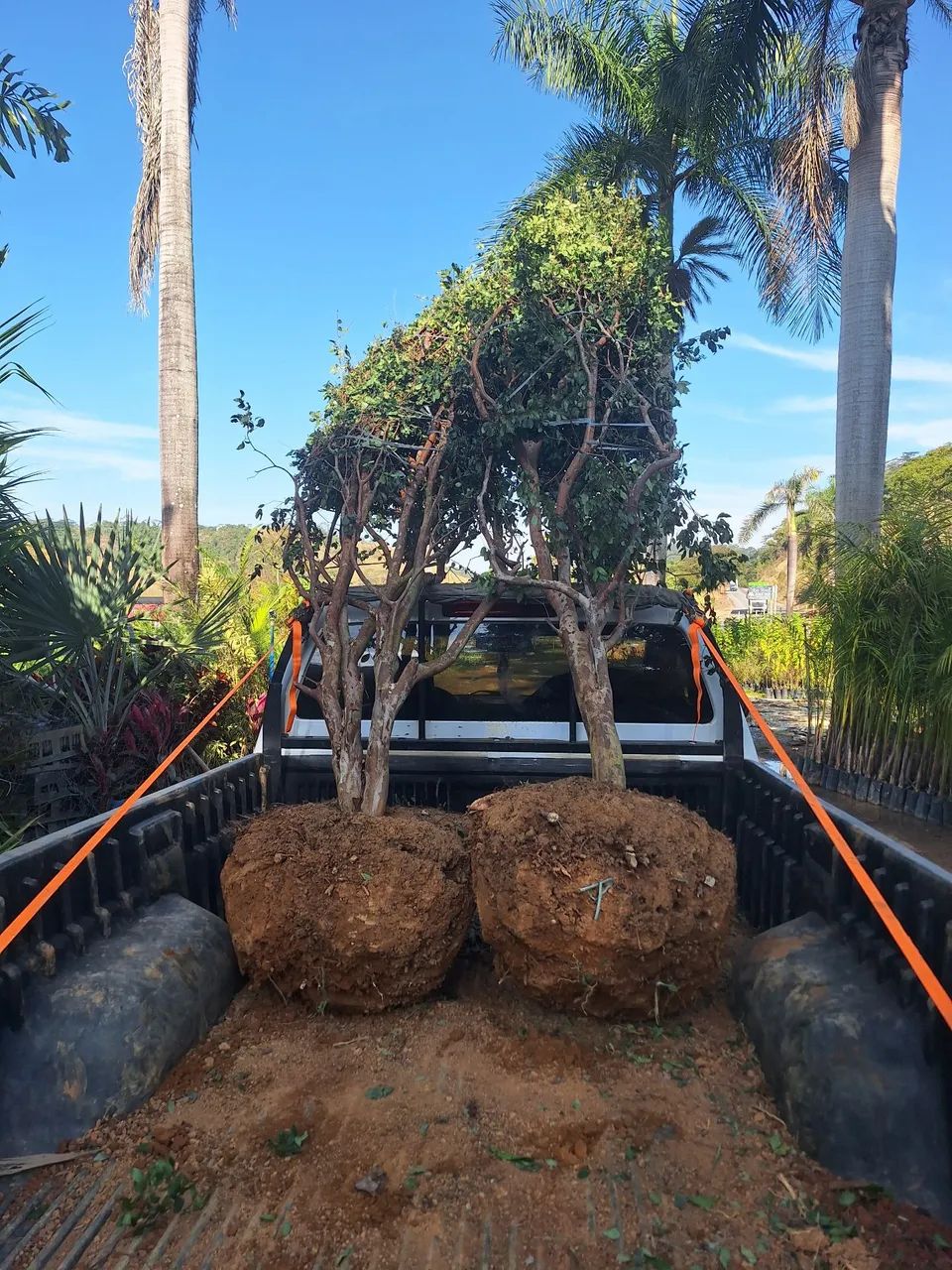 Mudas de jabuticabeira sabara