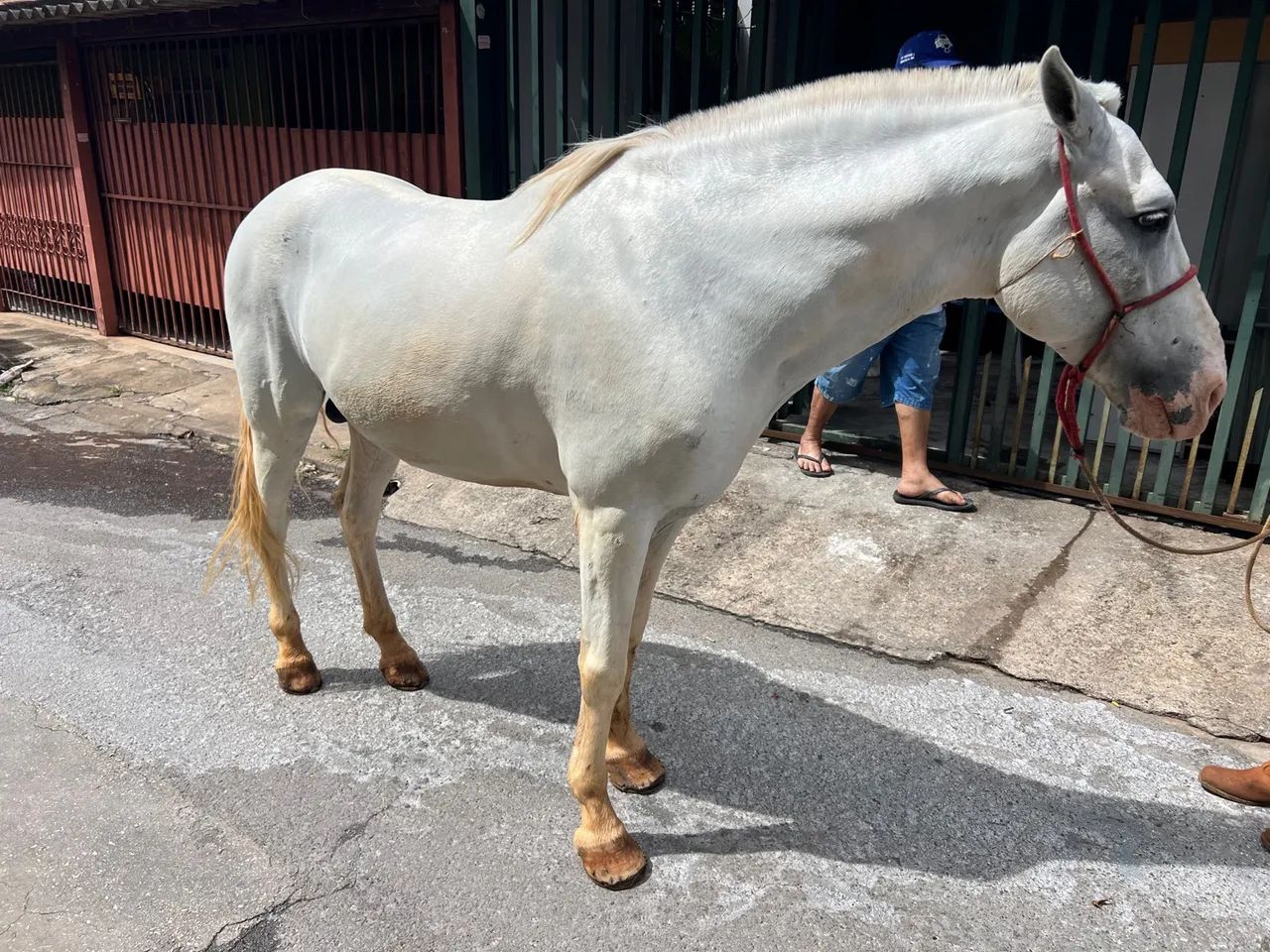 CAVALO INTEIRO COM 8 ANOS DE IDADE BEM TRATADO  - Foto 4