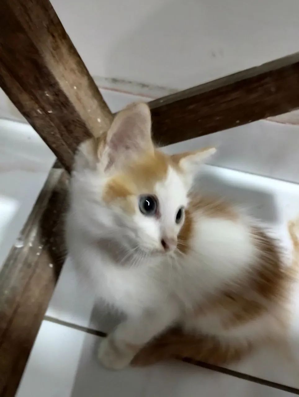 Gatinho filhote olho azul, fofo para adoção.  - Foto 3