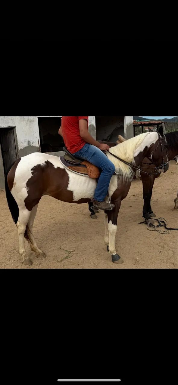 Potra Paint Horse de esteira - Foto 3