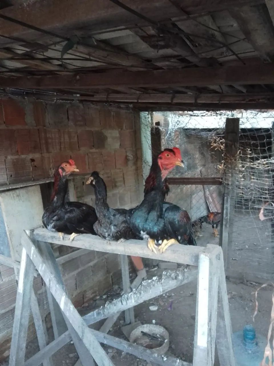 Galos de raça para venda - Foto 2