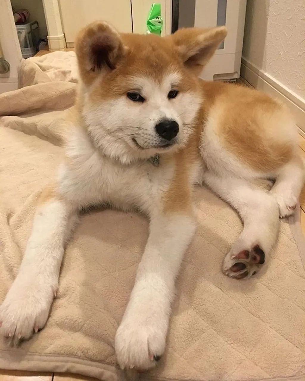 Akita Inu de Pura Raça ? Força, Beleza e Nobreza! - Foto 2