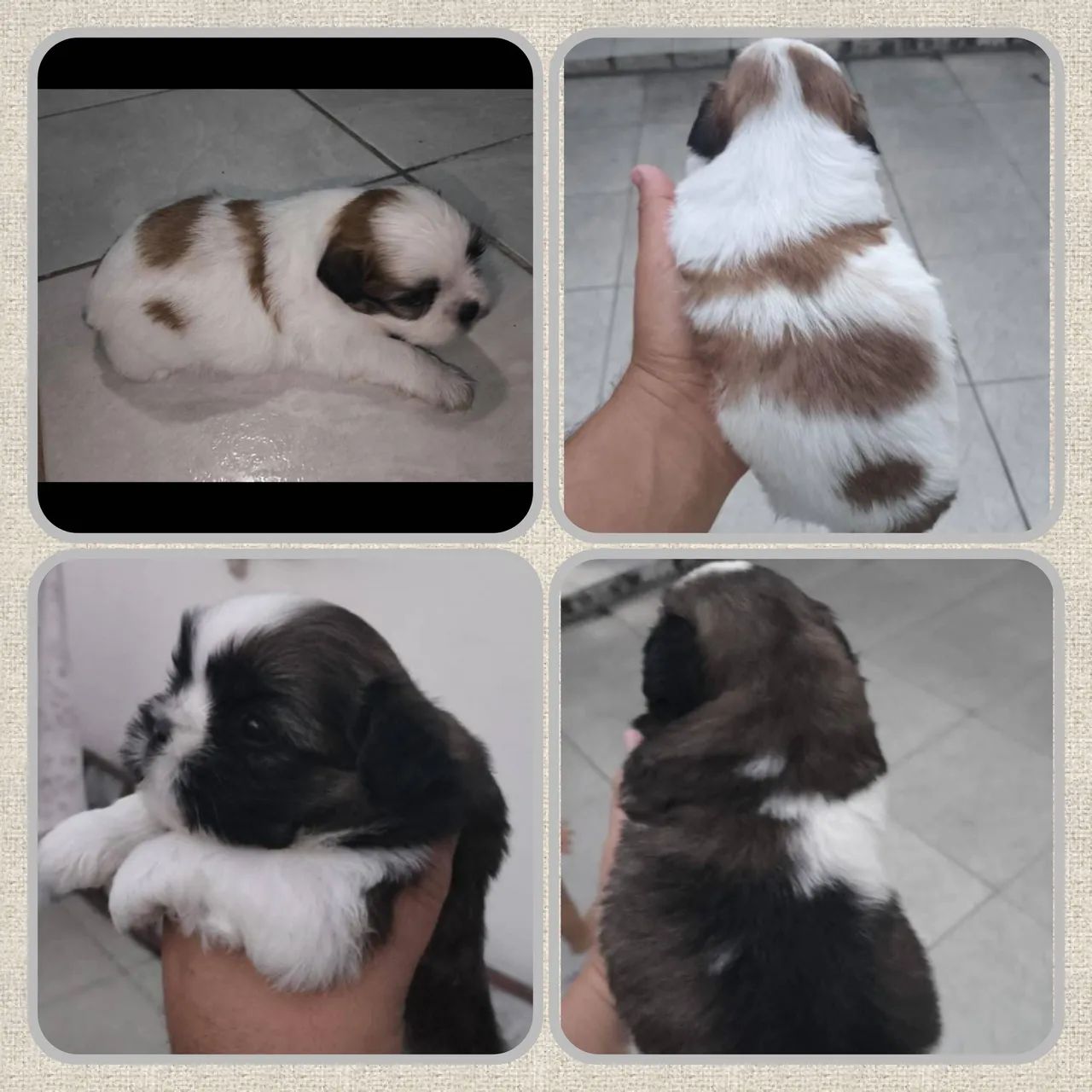 Filhotes Shih Tzu Lindos e Saudaveis - Foto 2