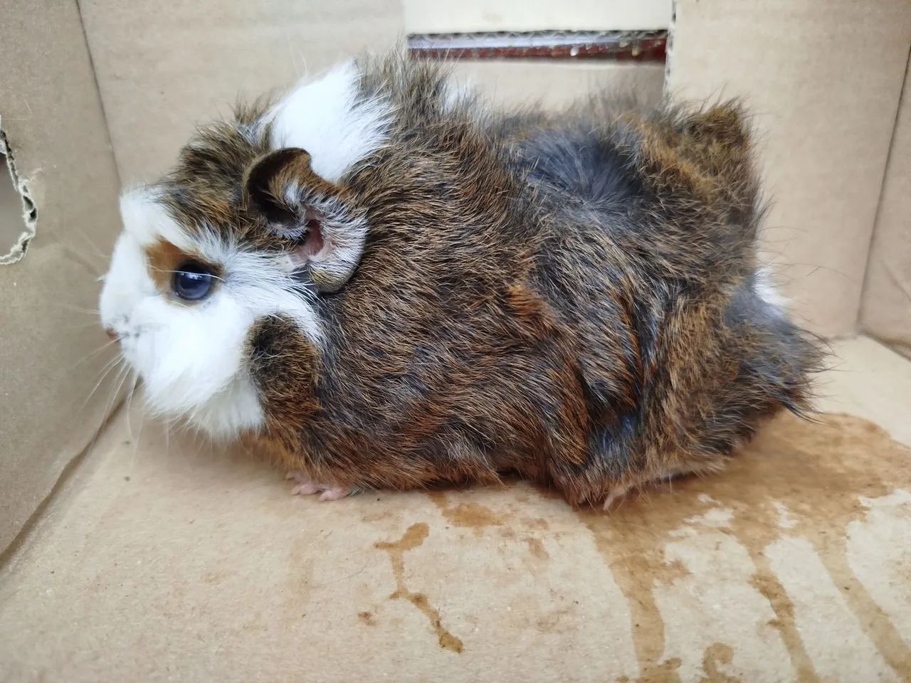 Porquinhos da índia  - Foto 2