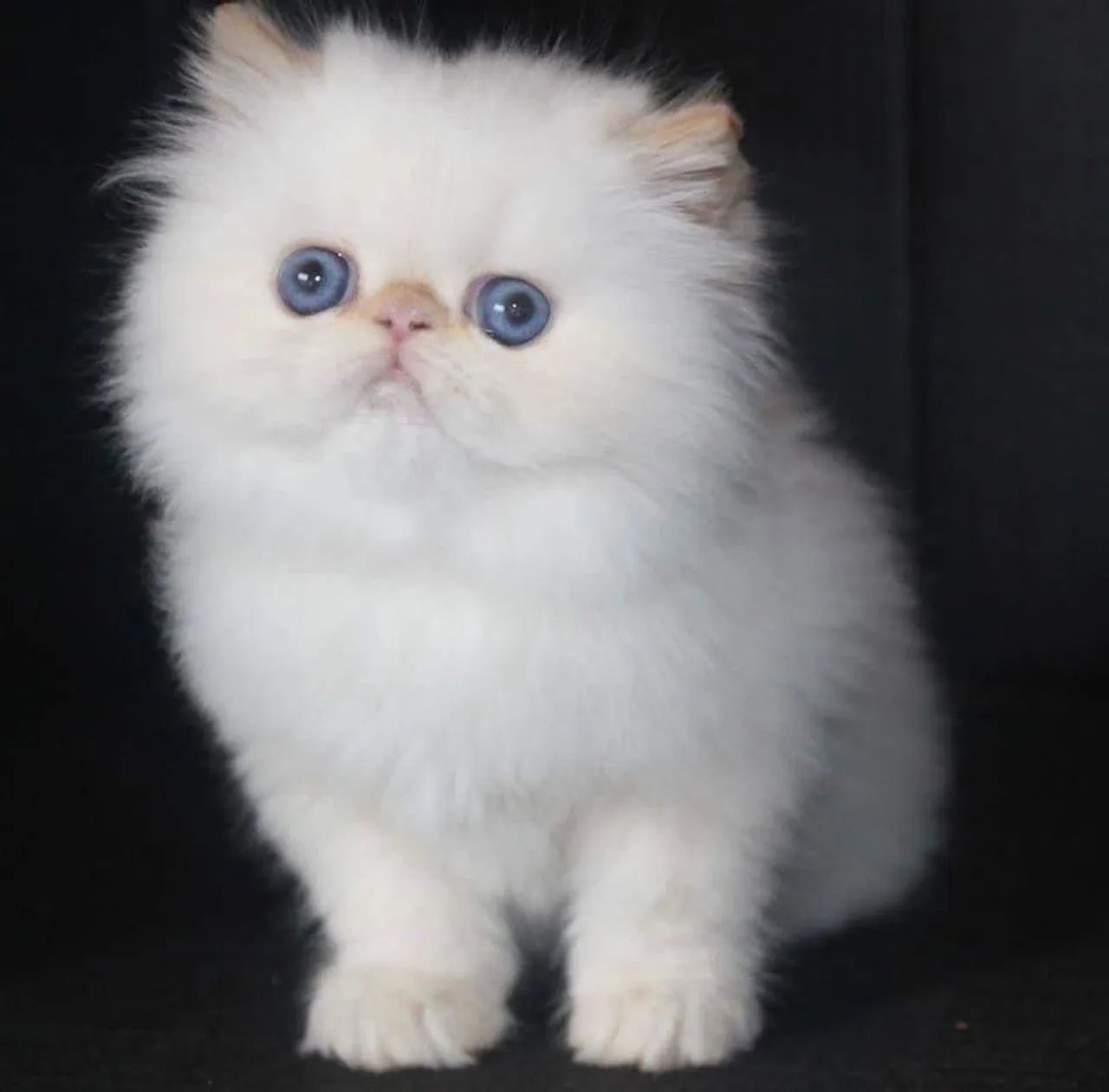 Gatinho Persa Himalaio - Olhos azuis