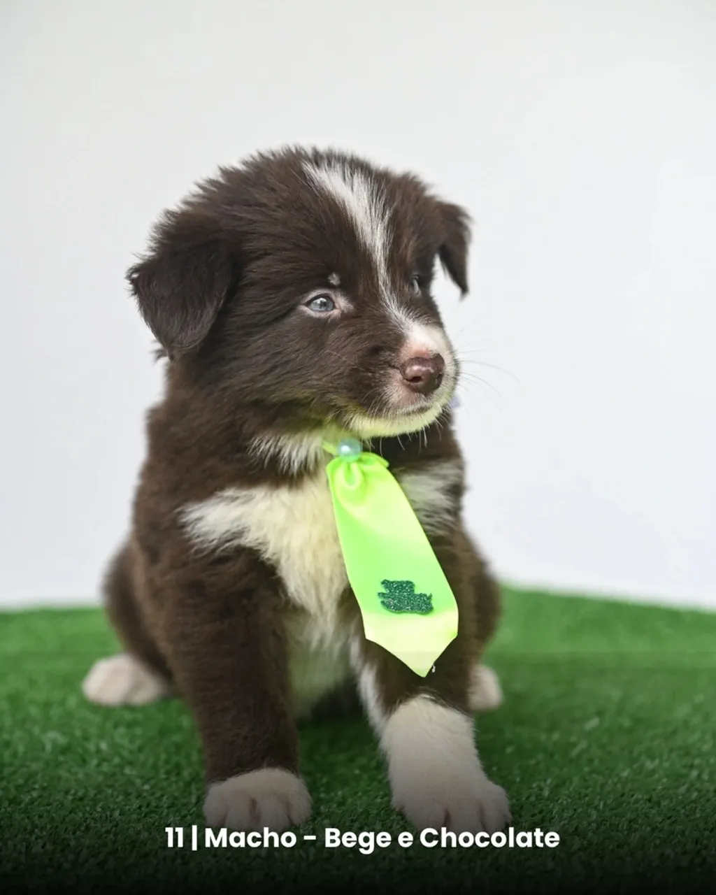 Filhote de Border Collie Macho/Fêmea - Bege, Preto e Chocolate