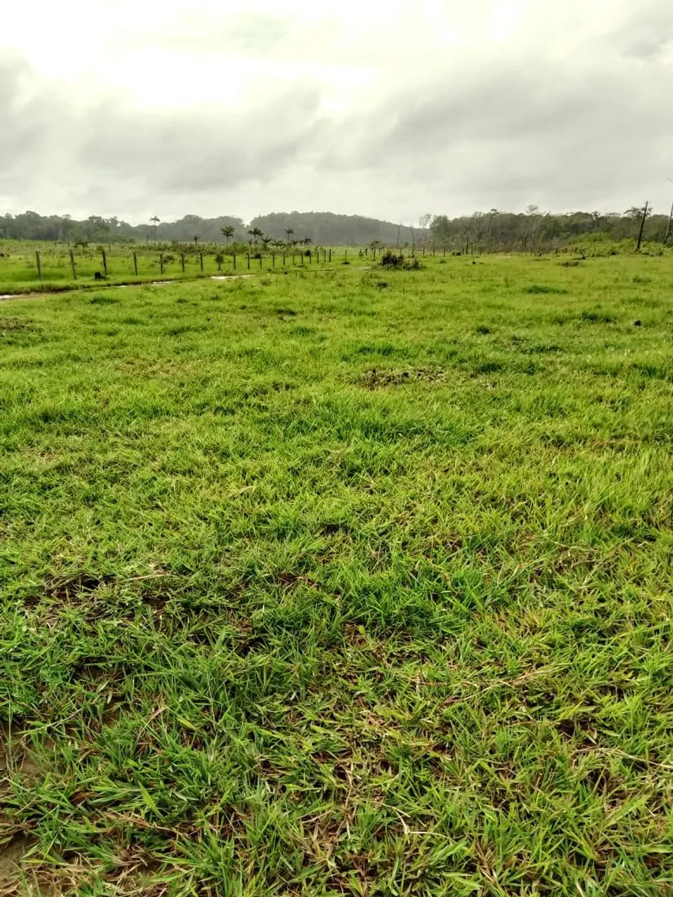 Fazenda no município de Tartarugalzinho-AP